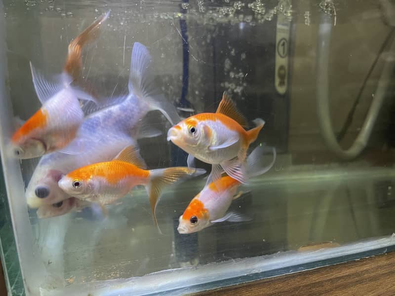 Gold fish 6