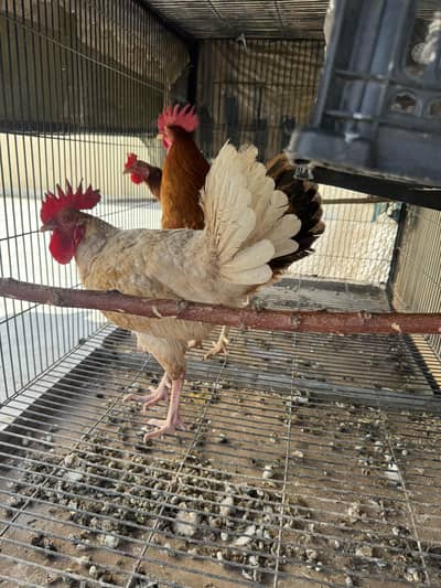 Desi Egg laying Hens