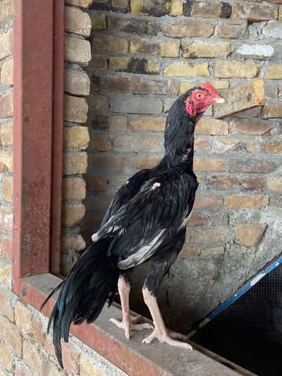 1 Aseel pair for sale