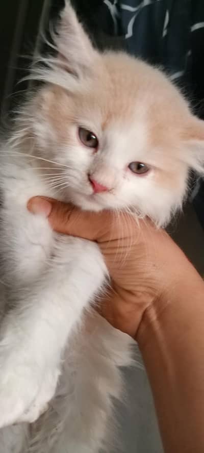Super Cute Male Persian Kitten - 60 bays - Rare Blue/Grey Eyes