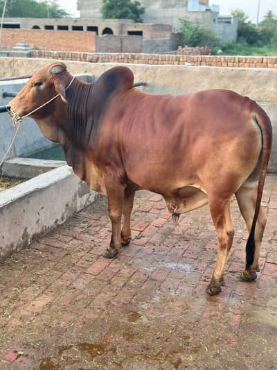 Top Quality Sahiwal Bulls|Qurbani 2026-Donda bachra,Heavy Weight wacha