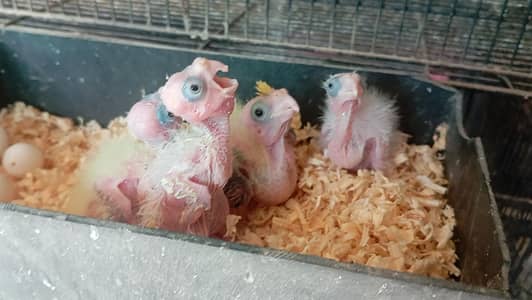 cocktail chick's