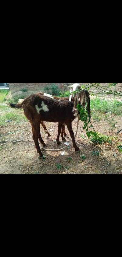 Desi Betal