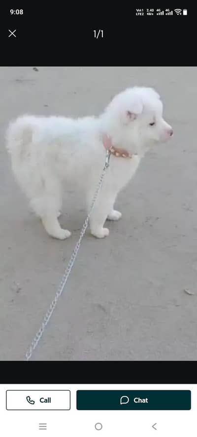Russian dog Male pure white very beautiful n healthy