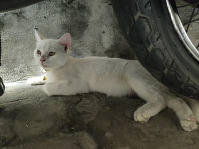 Persian Cat with 3 babies