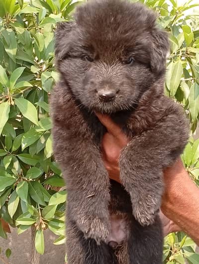German Shepherd Dog | German Shepherd Black Pupps Available | GSD pup