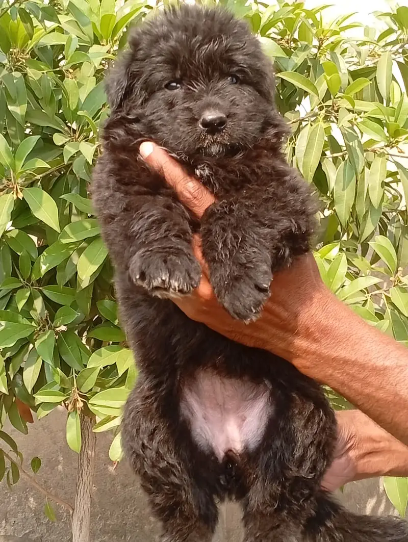 German Shepherd Pups | German Shepherd Black Pupps  | GSD pup For Sale — photo 2