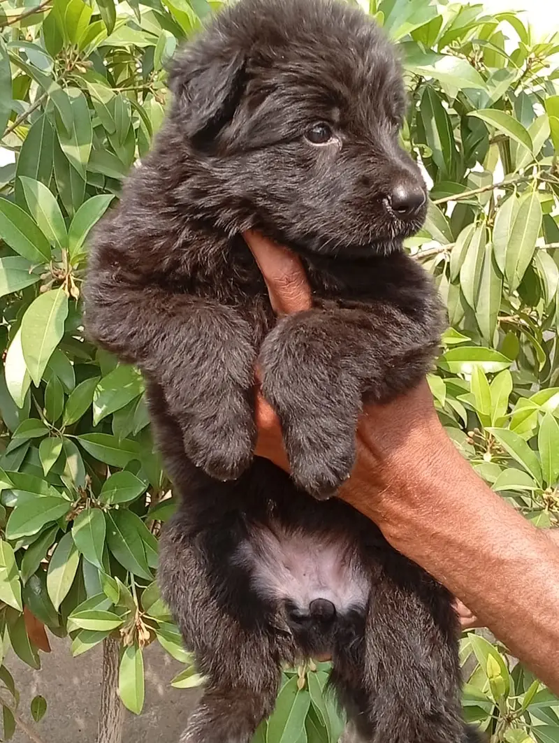 German Shepherd Pups | German Shepherd Black Pupps  | GSD pup For Sale — photo 4