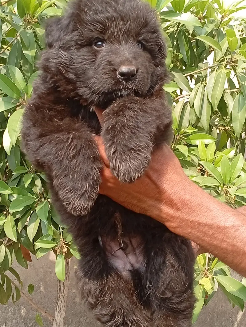 German Shepherd Pups | German Shepherd Black Pupps  | GSD pup For Sale — photo 3