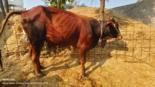 Bull/Bachra/Wacha/qurbani kay bachry/Qurbani ka janwar