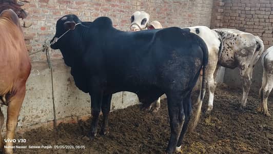 Bull/Bachra/Wacha/qurbani kay bachry/Qurbani ka janwar