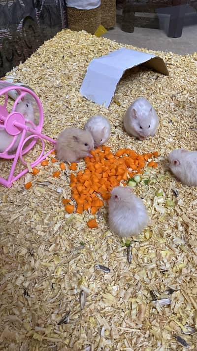 Hamsters For Sale Urgent