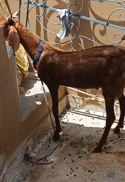 Barka for sale 95thousad main 2,bakre