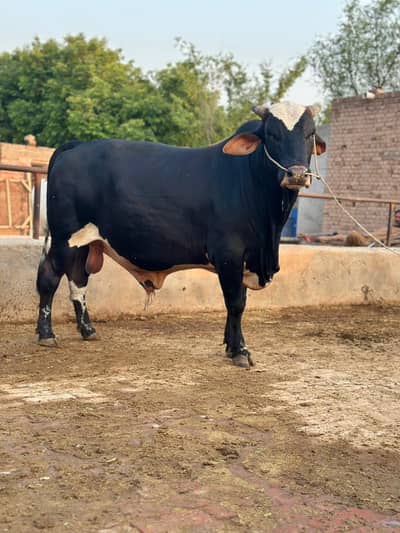 Top Quality Sahiwal Bulls|Qurbani 2026-Donda bachra,Heavy Weight wacha
