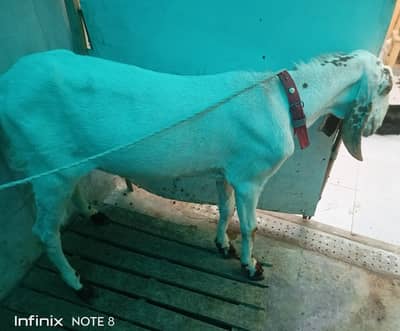 Khassi Bakra for Qurbani lahore Begumpora