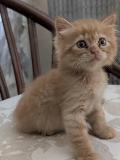 Very active and playfull Persian kittens