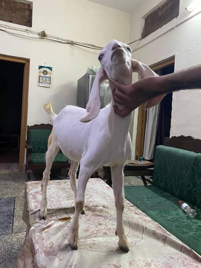 Rajanpuri