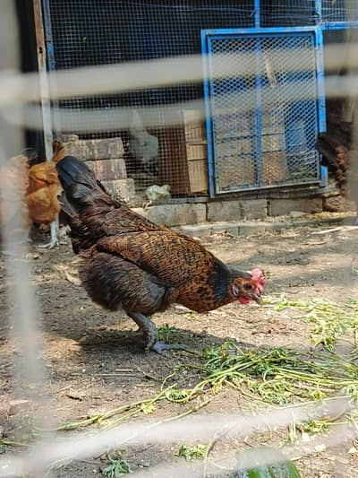 Desi Hens for Sale