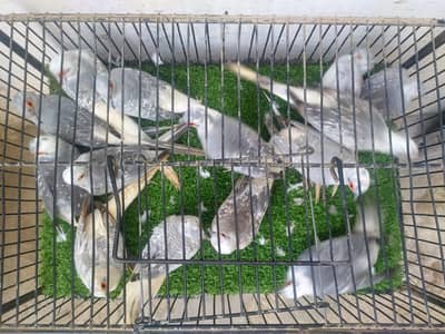 Diamond, Red & Blue Pied Dove | 03162705578