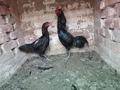2 Aseel thai pairs or 2 pak madian