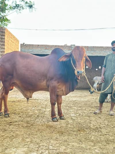 Sahiwal Bull /desi Bachra /donda wacha| Qurbani 2026 /bulls