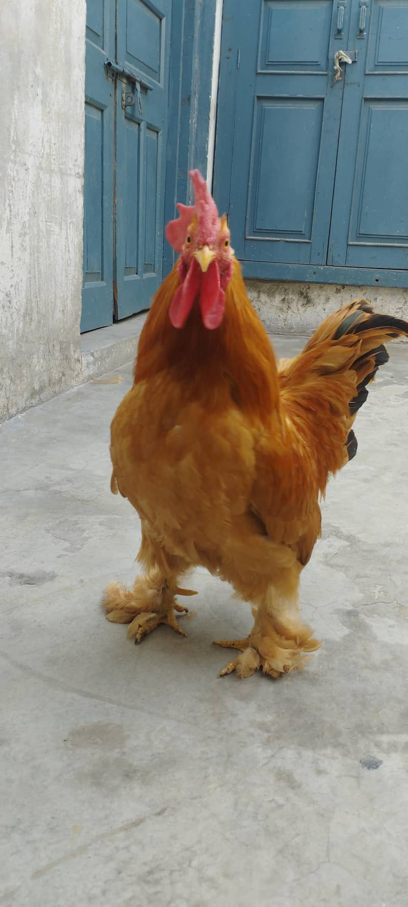 Breeder pair 1