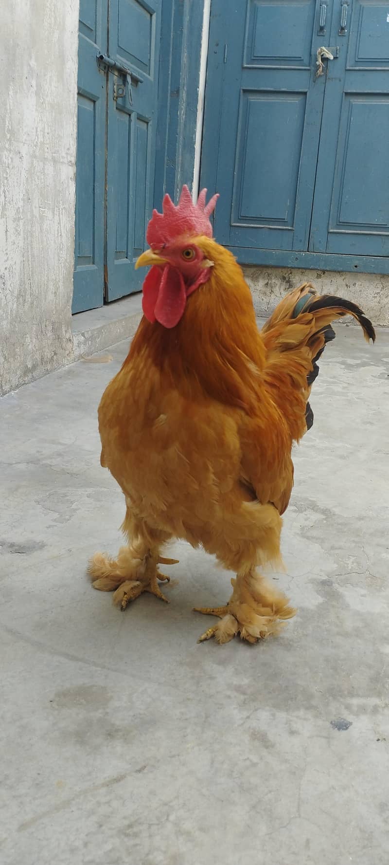 Breeder pair 2