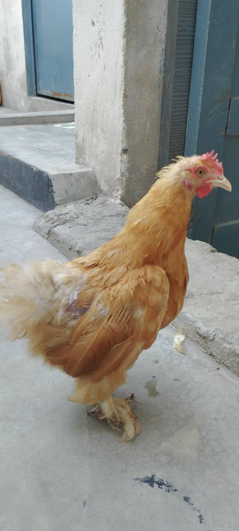Breeder pair 3