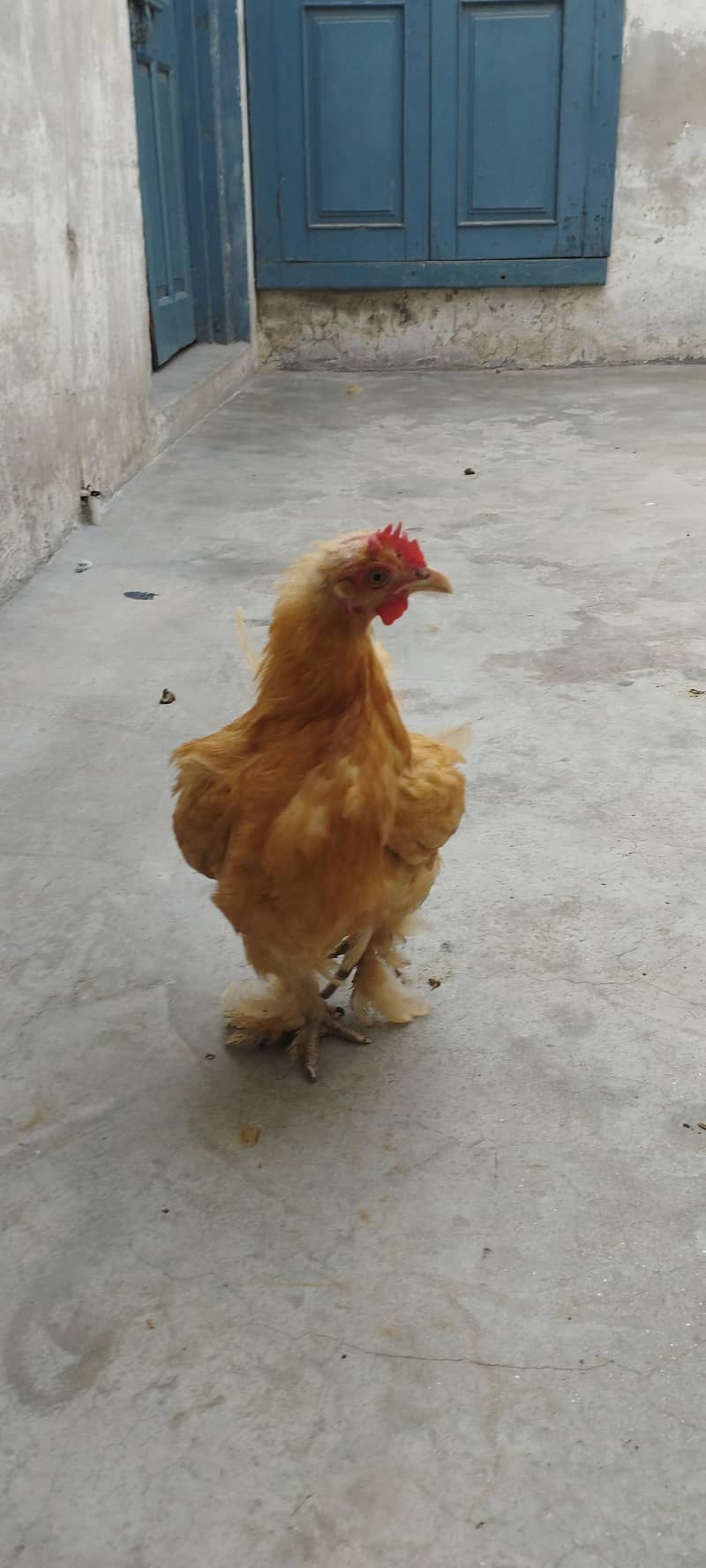 Breeder pair 4
