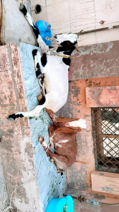 2 male very beautiful for qurbani