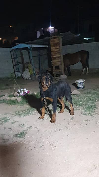 rottweiler for sale