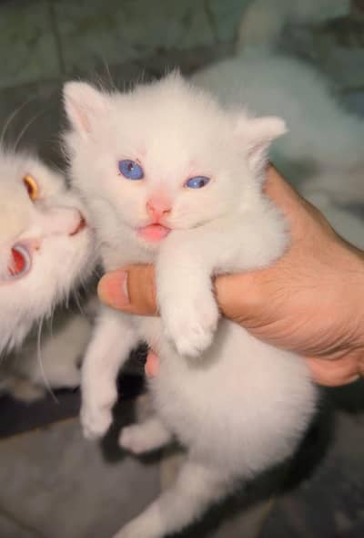 blue eyes persion kitten