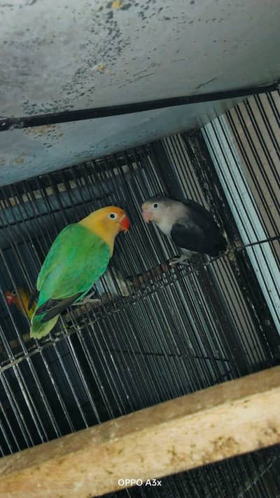 DD b2/opaline male x parblue opaline female