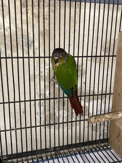 Green chick conure