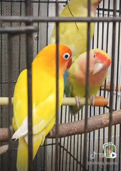 Latino pasnata love  bird
