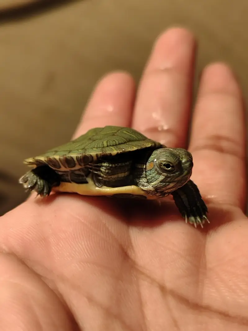 Red eared slider turtle