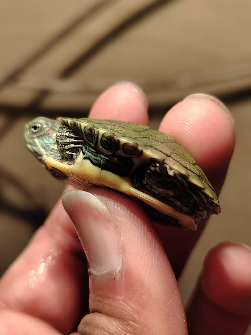 Red eared slider turtle 1
