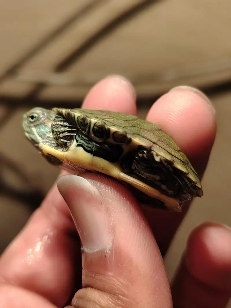Red eared slider turtle — photo 2