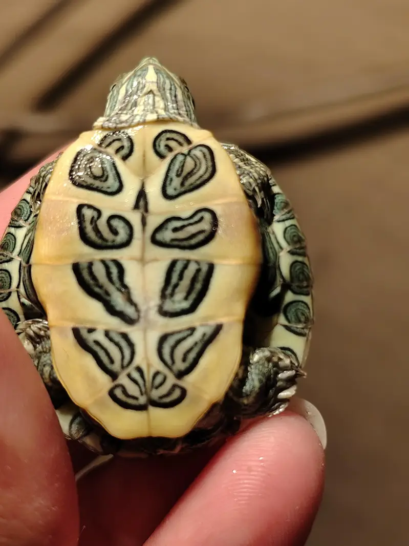 Red eared slider turtle — photo 3
