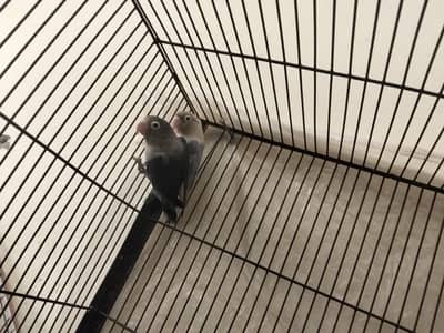 wilat parsnata love birds pair for sale