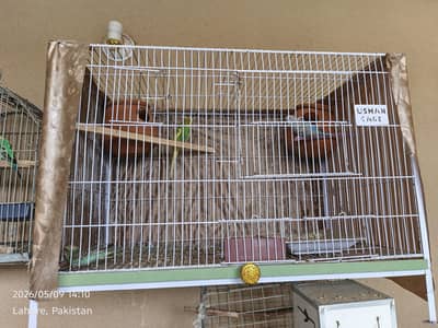 parrot sale with cage