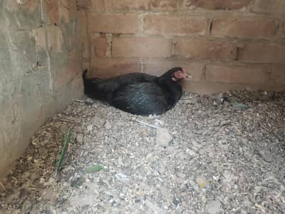 broody aseel hen kurak murgi