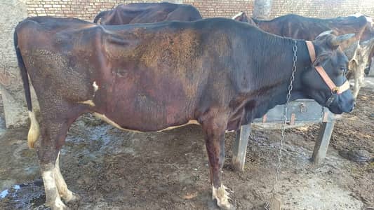 fresion  jersy cross breed