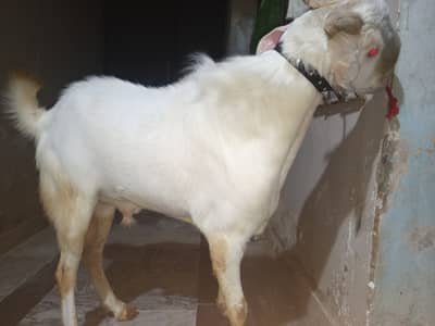 Andu bakra for sale(breeder)