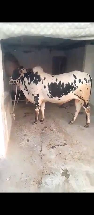 Qurbani  Bull For Sale