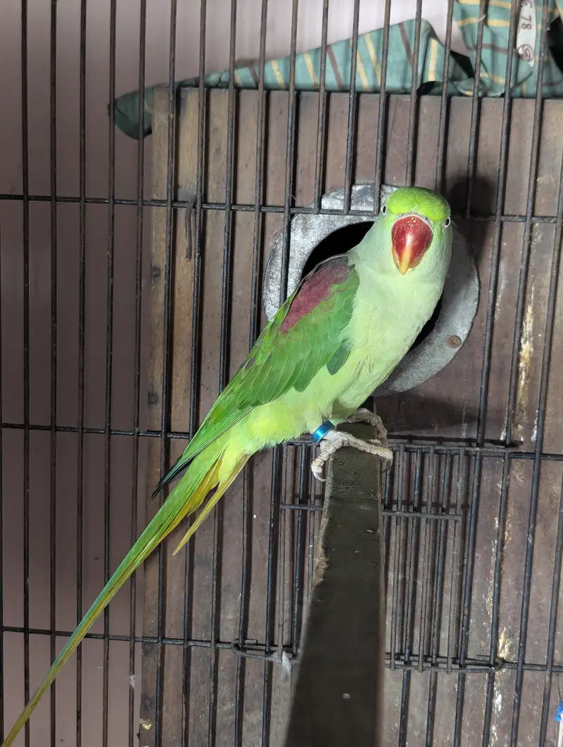 Kashmiri Raw Breeder Pair Contact 03011665014 — photo 2