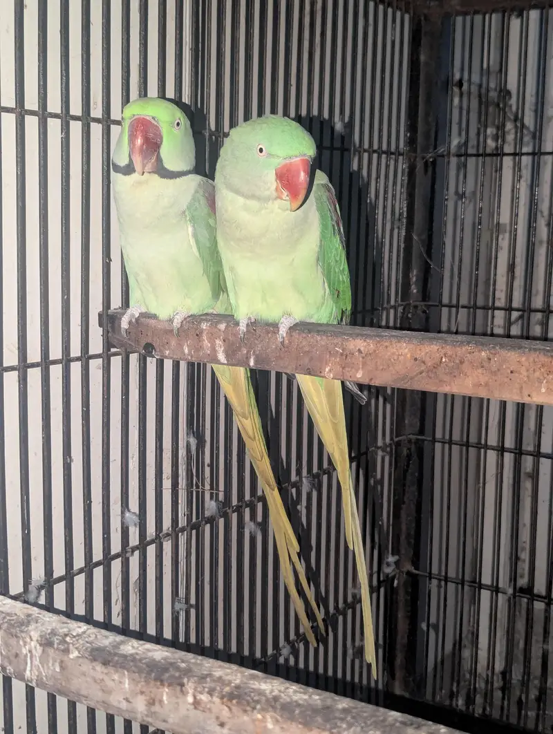 Kashmiri Raw Breeder Pair Contact 03011665014 — photo 4