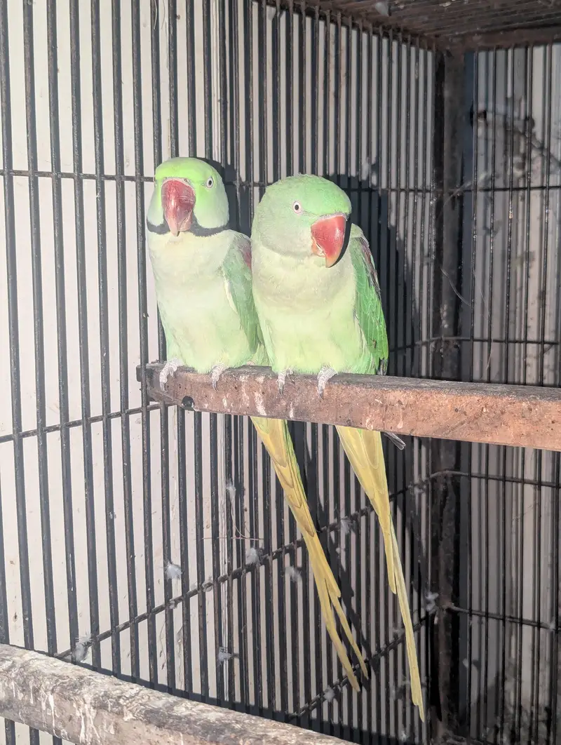 Kashmiri Raw Breeder Pair Contact 03011665014 — photo 5