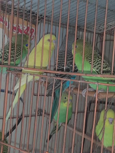 king budgies