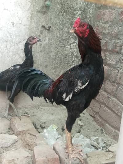 aseel thai hen and